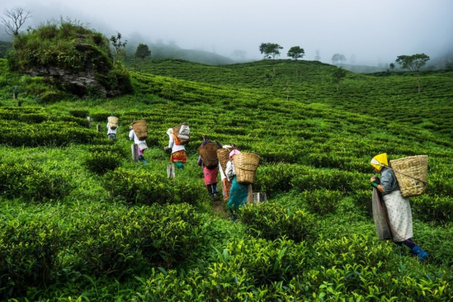 चियाको पहिलो टिपाइ शुरु, उत्पादन बढ्दो